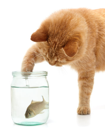 Red cat and fish in a jar isolated on a white background.の写真素材