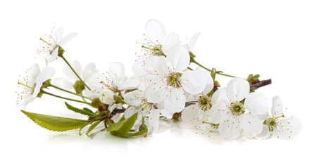 Branch with cherry blossoms isolated on a white background.の写真素材