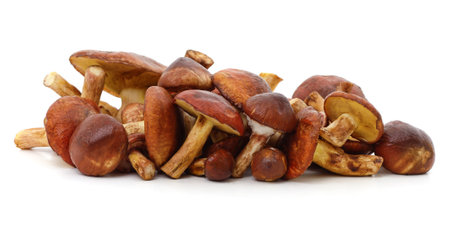 A bunch of porcini mushrooms isolated on a white background.の写真素材