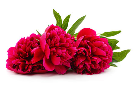 Red peonies bouquet isolated on a white background.の写真素材