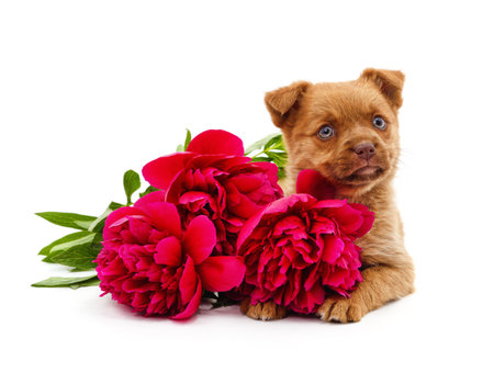 Puppy with a peony bouquet isolated on a white background.の写真素材