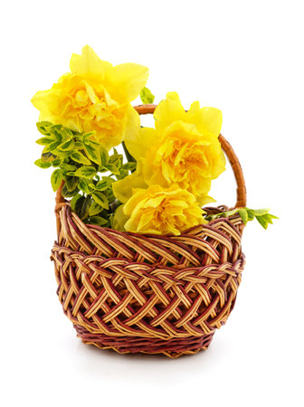 Bouquet of yellow daffodils isolatedの写真素材