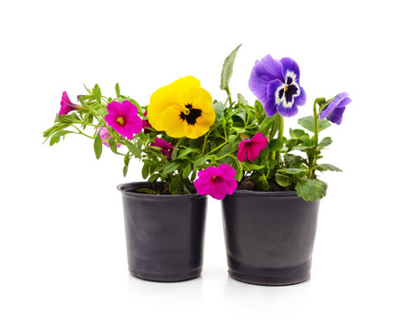 Pansies with leaves in pots isolated on a white background.の写真素材