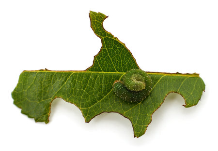 Green caterpillar eating leaves isolated on white background.の写真素材