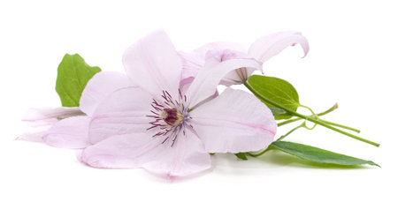 Purple clematis and leaves isolated on a white background.の写真素材