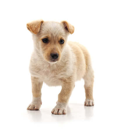 Small white puppy isolated on a white background.の写真素材