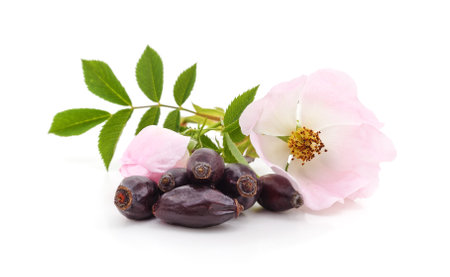 Pink blossom of hips with dried berries isolated on a white background.の写真素材