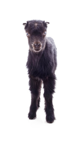 One black little goat isolated on a white background.の写真素材