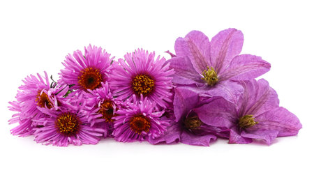Purple clematis and chrysanthemums isolated on a white background.の写真素材