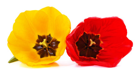 Yellow and red tulip isolated on a white background.の写真素材