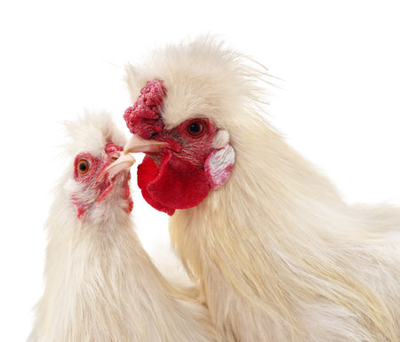 White rooster and hen isolated on white background.の写真素材