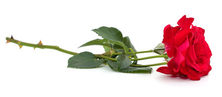 One red rose isolated on a white background.の写真素材