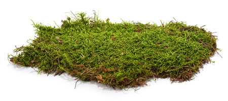 Bunch of green moss isolated on a white background.の写真素材