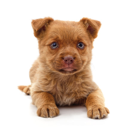 One small brown puppy on a white background.の写真素材