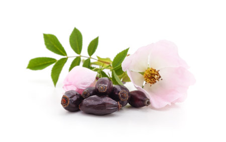 Pink blossom of hips with dried berries isolated on a white background.の写真素材