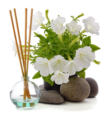 White petunia in a pot with aroma sticks isolated on a white background.の写真素材