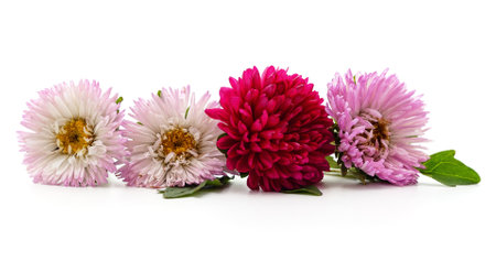 Pink and red chrysanthemums with leaves isolated on a white background.の写真素材