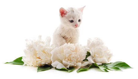 White peonies and cat isolated on a white background.の写真素材