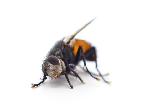 One big fly isolated on a white background.の写真素材