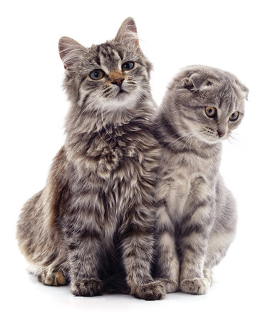 Two gray cat isolated on a white background.の写真素材