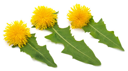 Dandelion with leaves isolated on a white background.の写真素材
