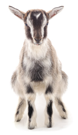 Little gray goat isolated on a white background.の写真素材