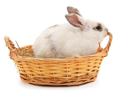 White rabbit in basket isolated on a white background.の写真素材