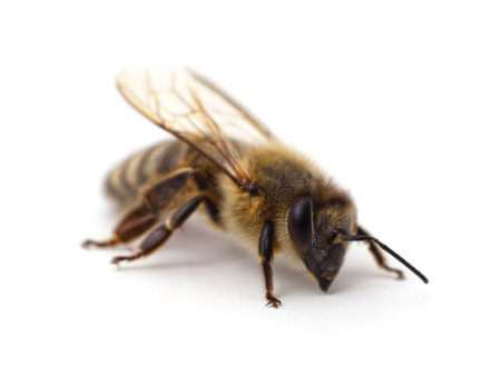 One small bee isolated on a white background.の写真素材