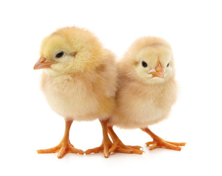 Two yellow chicks isolated on a white background.の写真素材