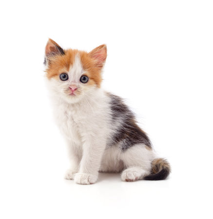Beautiful kitten sitting isolated on a white background.の写真素材