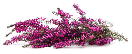 Pink Erica flower isolated on white background.の写真素材