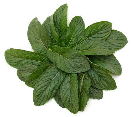 Leaves of green mint isolated on a white background.の写真素材