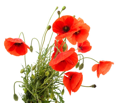 Red poppies isolated on a white background.の写真素材