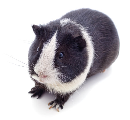 One guinea pig isolated on a white background.の写真素材
