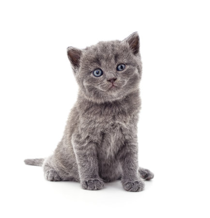 Small gray kitten isolated on a white background.の写真素材
