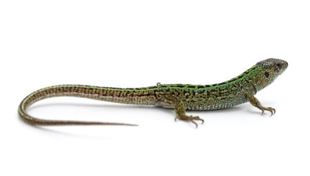 One green lizard isolated on a white background.の写真素材