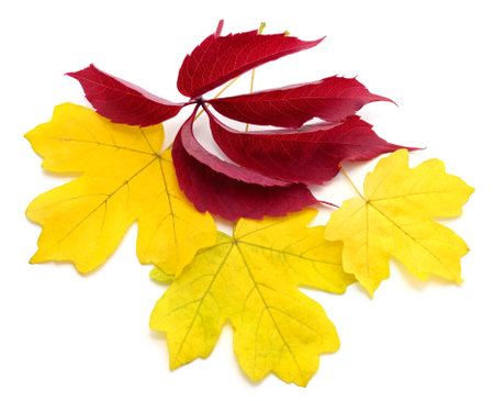 Bunch of yellow leaves isolated on a white background.の写真素材