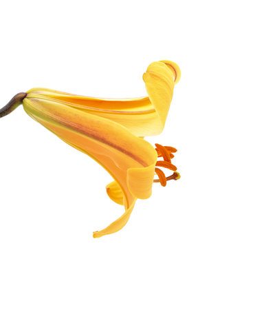 One large yellow lily isolated on a white background.の写真素材