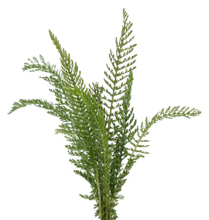 Green leaves of yarrow isolated on white background.の写真素材