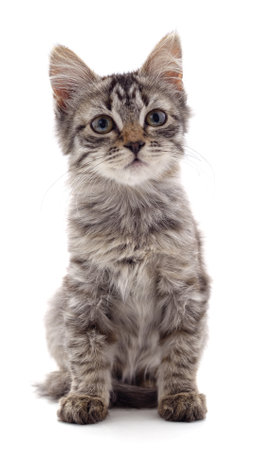 One little kitten isolated on a white background.の写真素材