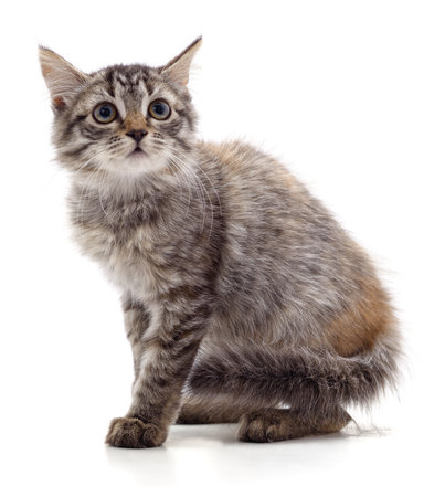 Scared gray cat isolated on a white background.の写真素材