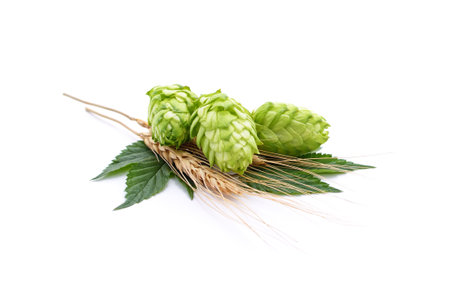 Green hops and spikelets isolated on a white background.の写真素材