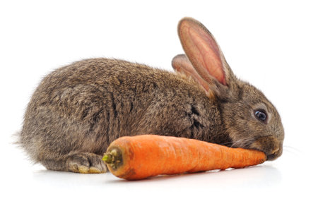 Rabbit and carrot isolated on a white background.の写真素材