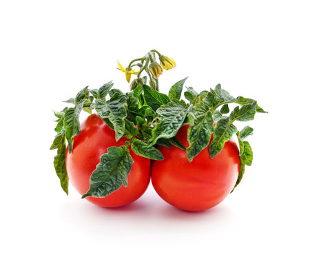 Ripe tomatoes with leaves and flowers closeup isolated on white background.の写真素材