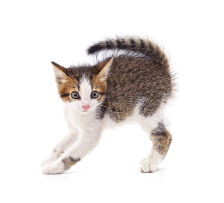 Frightened little kitten isolated on a white background.の写真素材