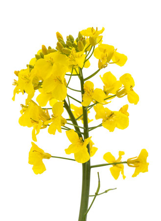 Bunch of yellow rapeseed isolated on a white background.の写真素材