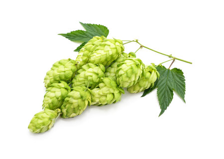 Fresh branch of hops isolated on a white background.の写真素材