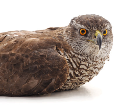One brown falcon isolated on a white background.の写真素材