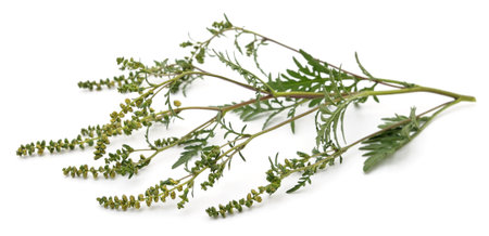 Flower and leaves of ambrosia isolated on a white background.の写真素材