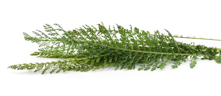 Green leaves of yarrow isolated on white background.の写真素材